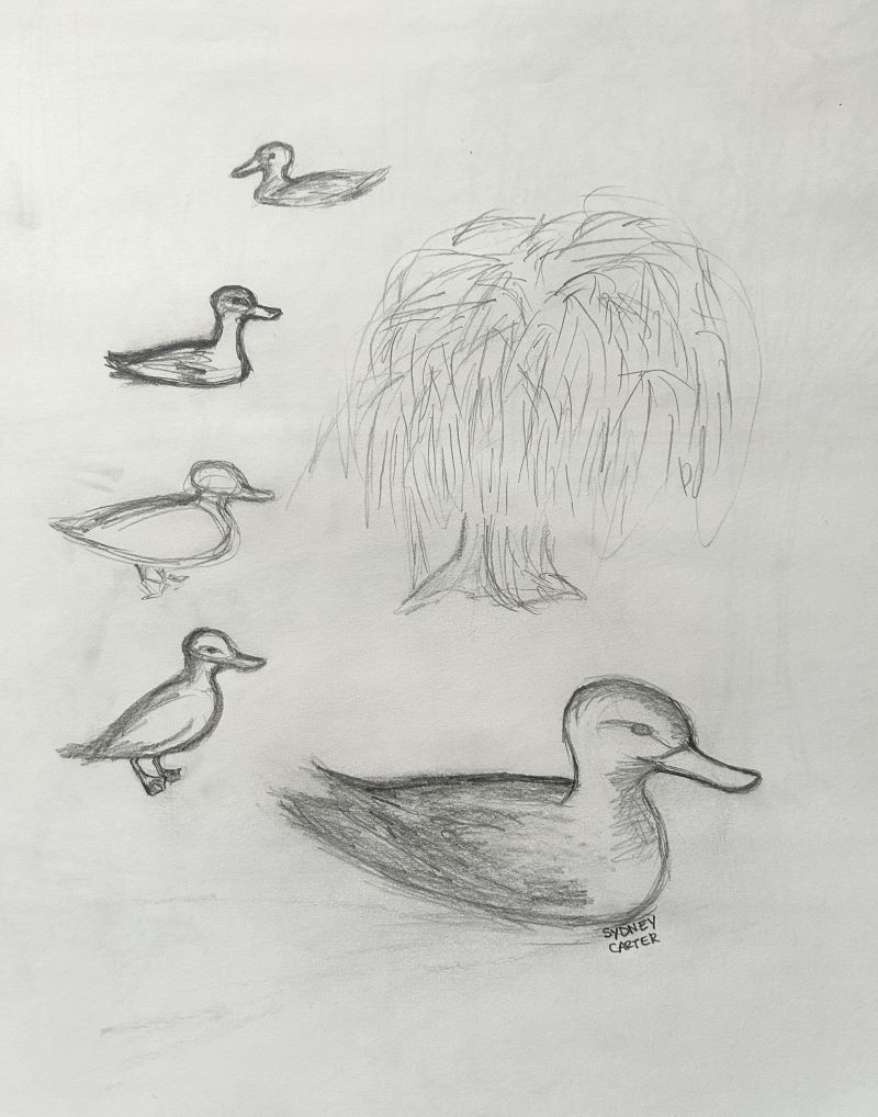 duck study